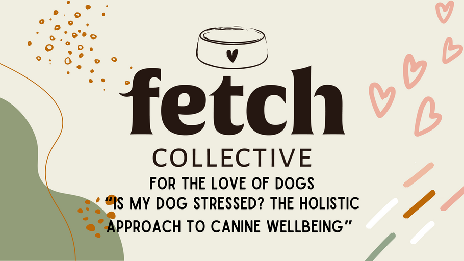 Is My Dog Stressed? The Holistic Approach to Canine Wellbeing