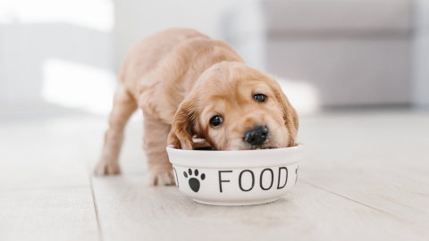 The Fresh Food Revolution | A Beginner's Guide to Raw Feeding for Pets