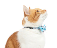 Load image into Gallery viewer, Little Kitty Co Milk Collar
