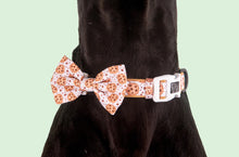 Load image into Gallery viewer, One Cute Cookie Collar &amp; Bow
